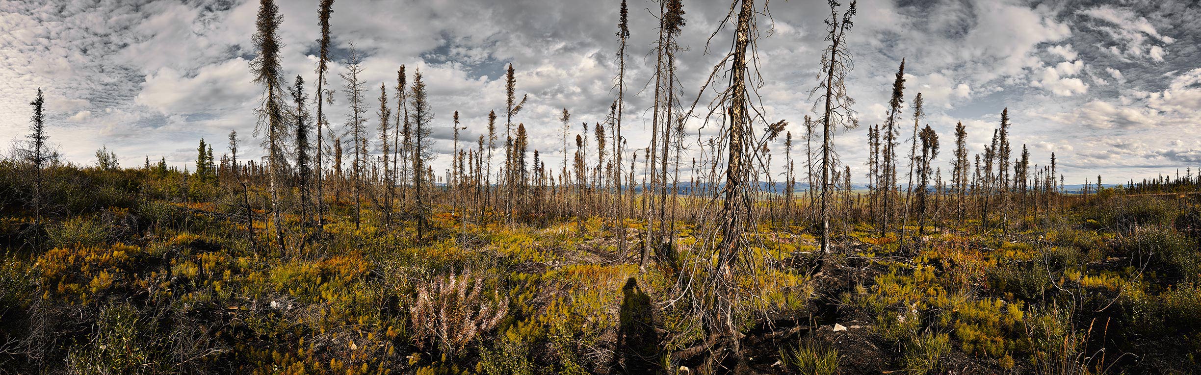 YukonBlackSpruce4