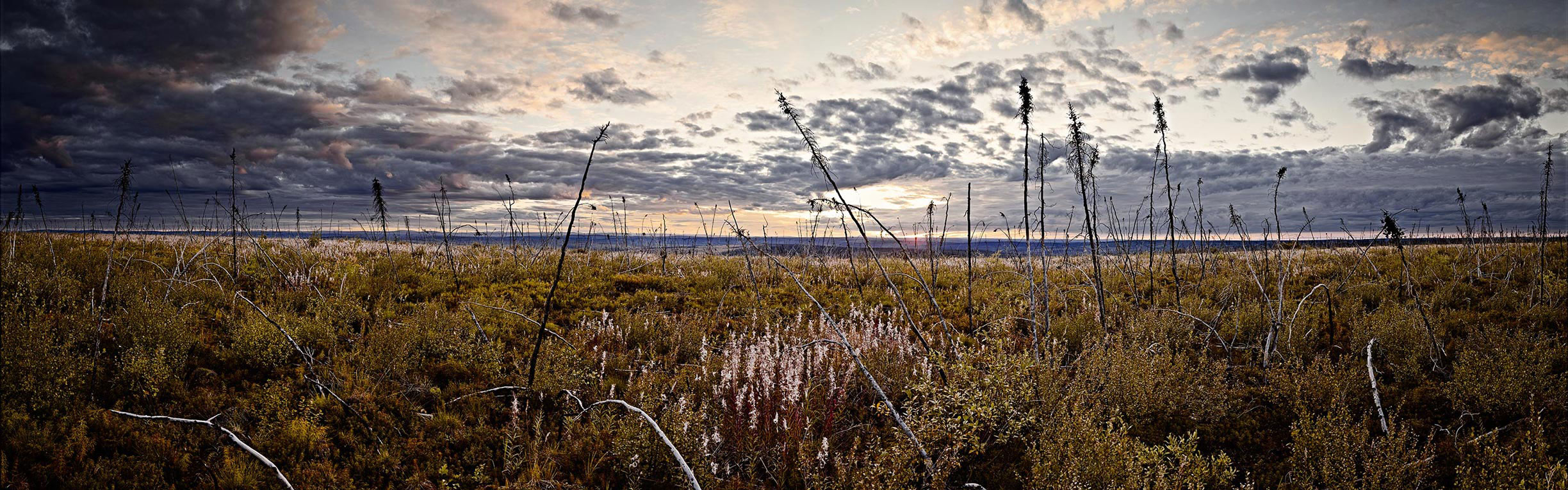 YukonBlackSpruce_III